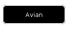 Avian