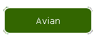 Avian